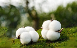 What are the benefits of organic cotton for the Earth?